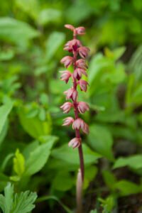 Beautiful forest flower